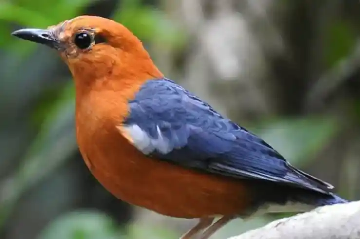 Burung Anis Merah